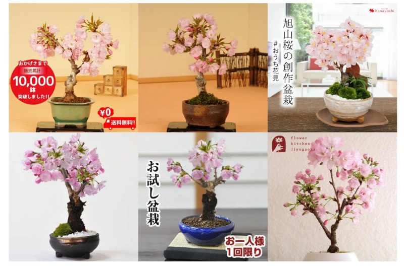 桜 盆栽 を一番お得に！【2021年】  ⇒ 人気おすすめアイテム “桜 盆栽” コレクション