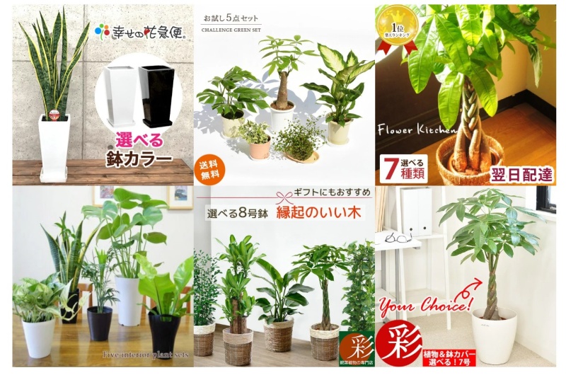 観葉植物 を一番お得に！【2021年】  ⇒ 人気おすすめアイテム “観葉植物” コレクション