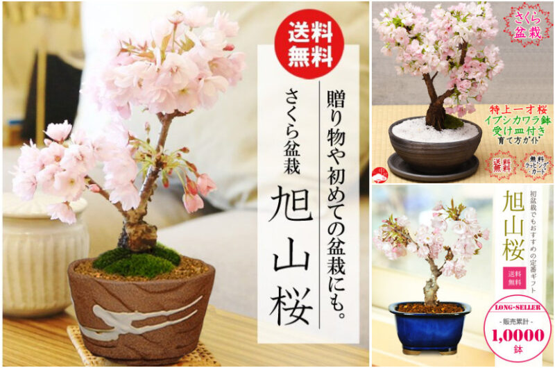 桜 盆栽 を一番お得に！【2022年】  ⇒ 人気おすすめアイテム “桜 盆栽” コレクション